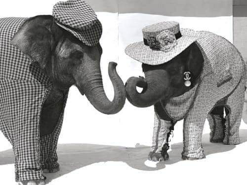 Paus Franciscus legt verschil uit tussen een olifant en een jezuïet