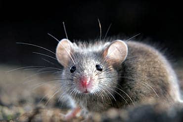 Conservatief, progressief of grijze muis?
