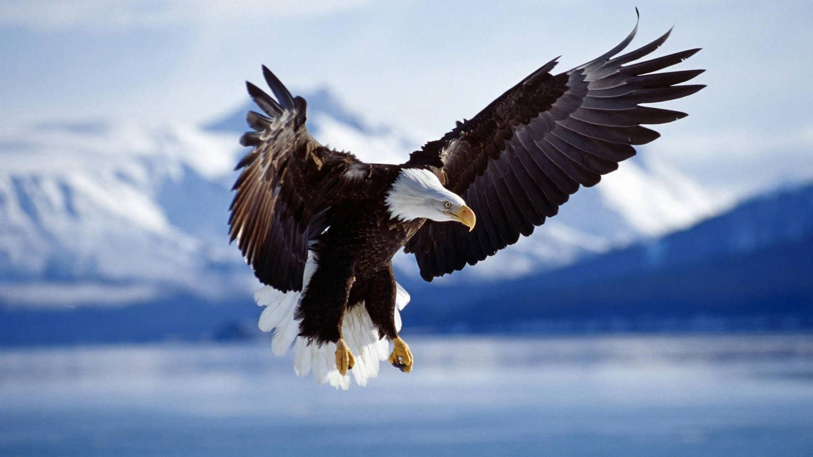 Foto-arend-achtergronden-hd-adelaar-wallpapers-