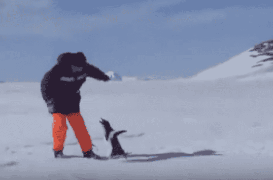 Een pinguin die aan het denken zet