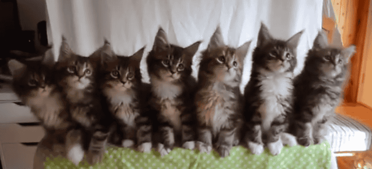 Hoe groot is het verschil tussen katten en mensen?