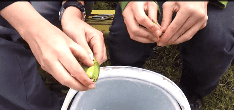 Een nieuwe dag van ecologisch experimenteren: video