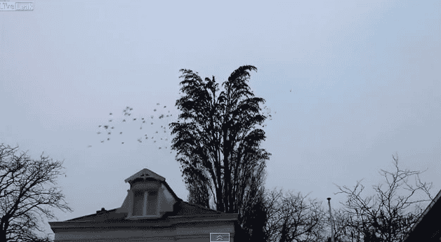 Spreeuwen die je het verschil leren tussen kijken en zien.
