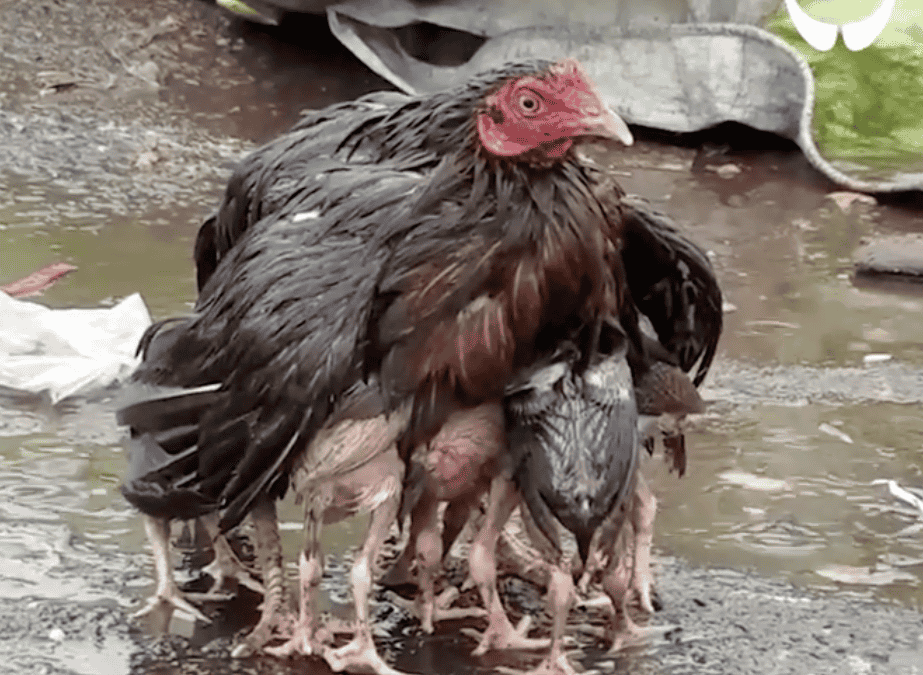 Een ongewoon beeld van moederliefde