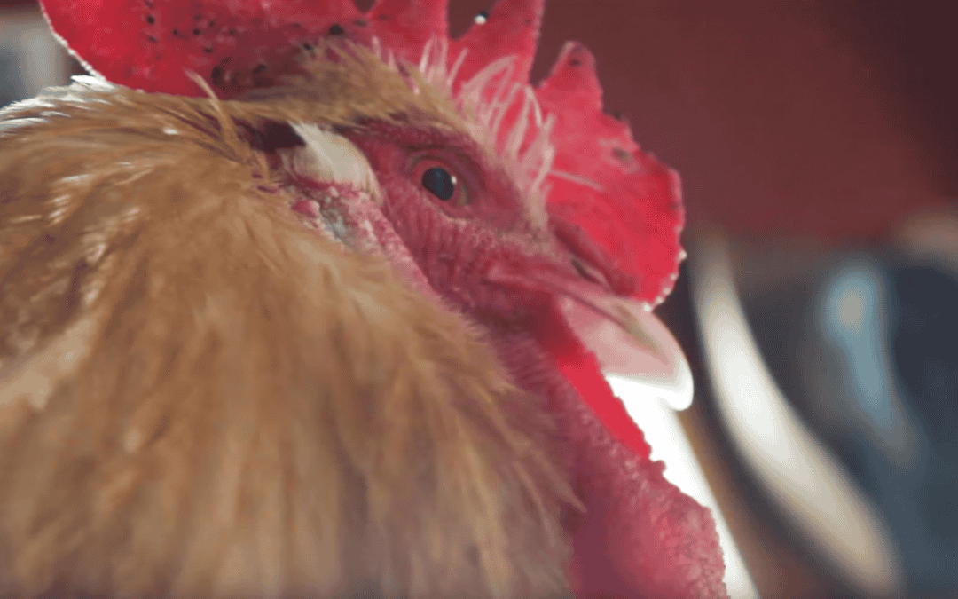 Wat je kan leren van een haan in deze bijzondere tijden van het coronavirus