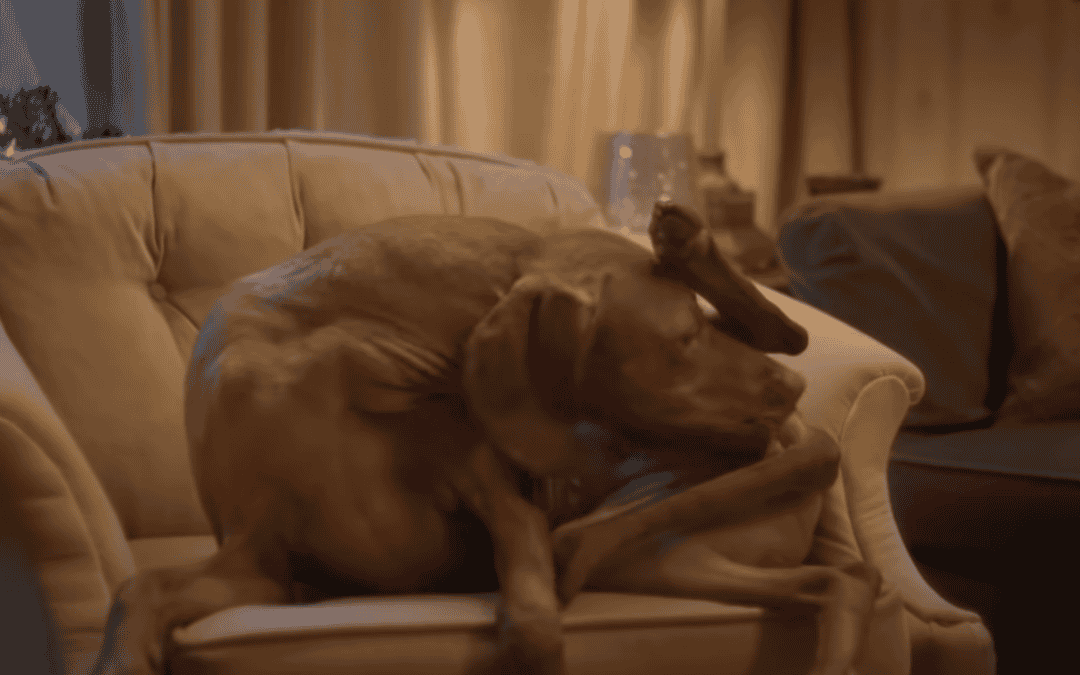 Als je hond je in verlegenheid brengt – Hilarisch videootje