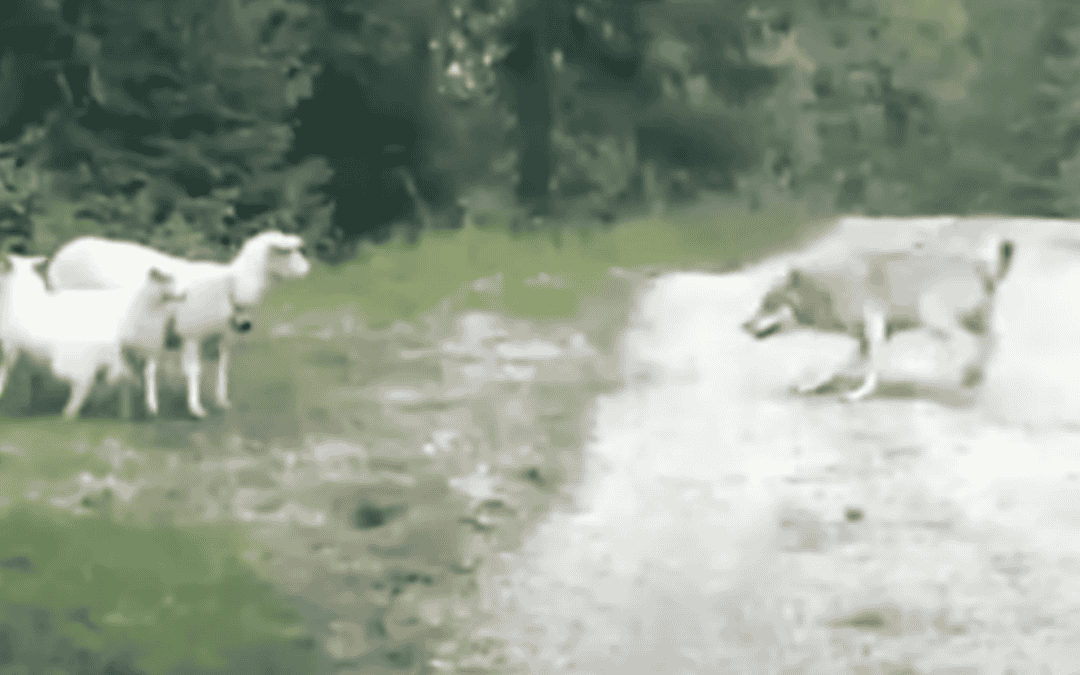 De dierenwereld op zijn kop
