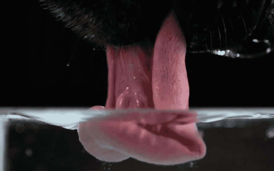 Dit wist je wellicht niet over honden – Leren zien wat is – verrassende video