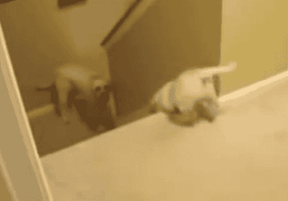 Verschil en gelijkenis tussen honden, katten en mensen