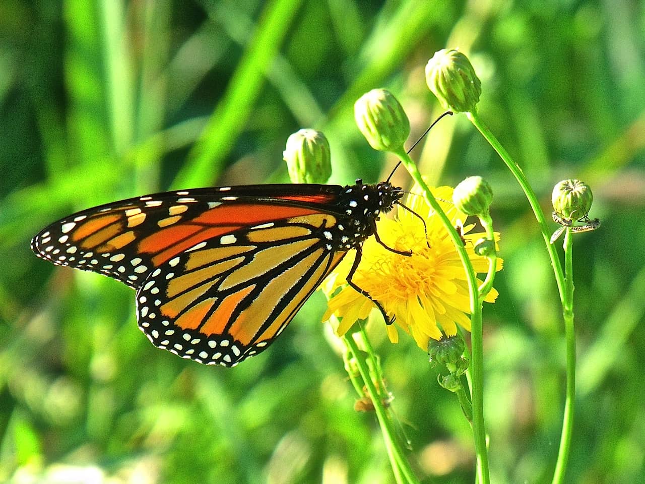 butterfly