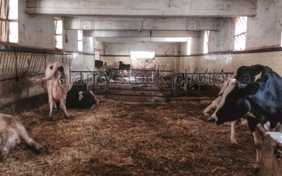 Novice Mark over (heel) onverwachte diensten die jezuïeten leveren aan Libanese samenleveing