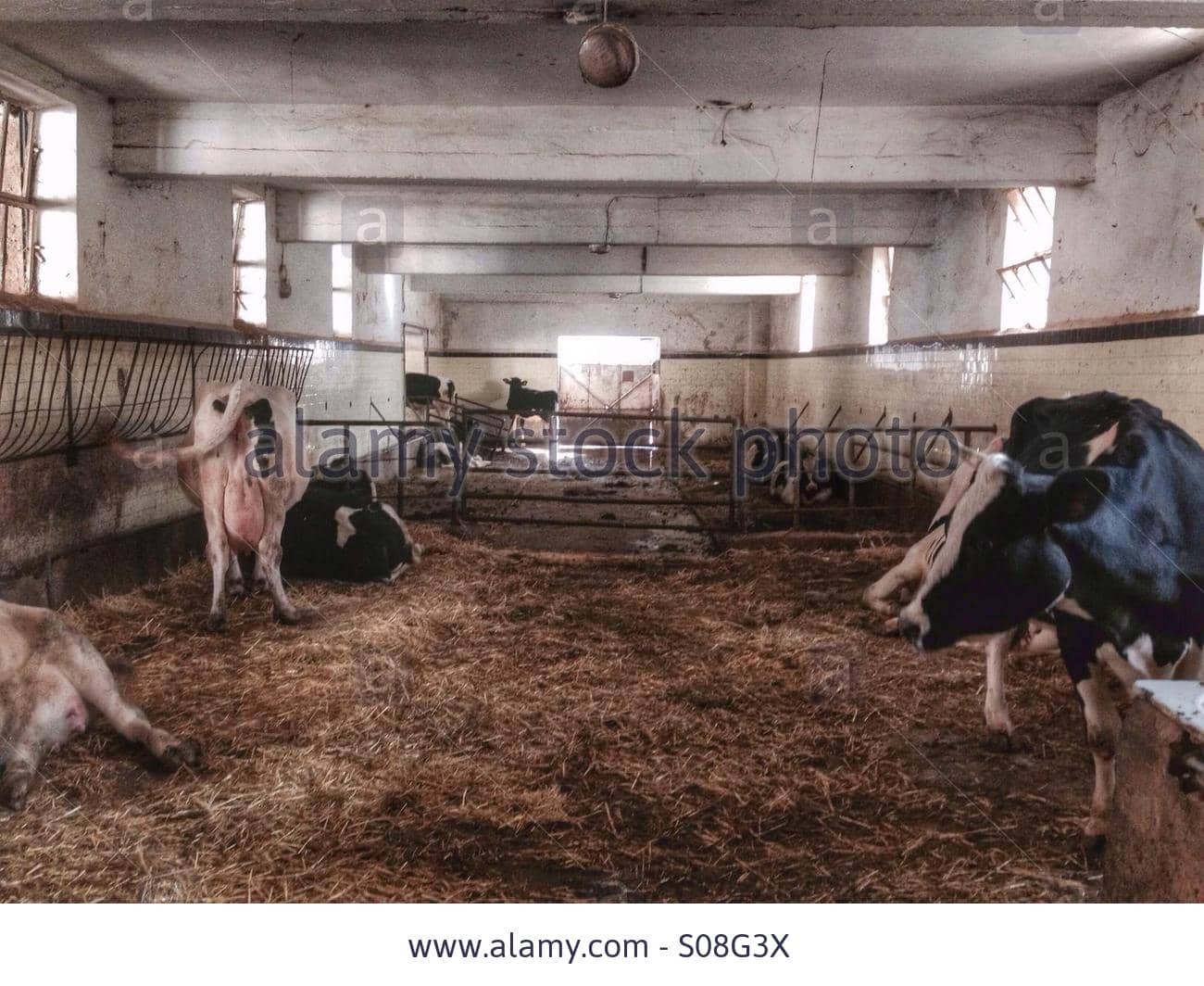 cows-inside-the-farm-eating-grass-taanayel-leba