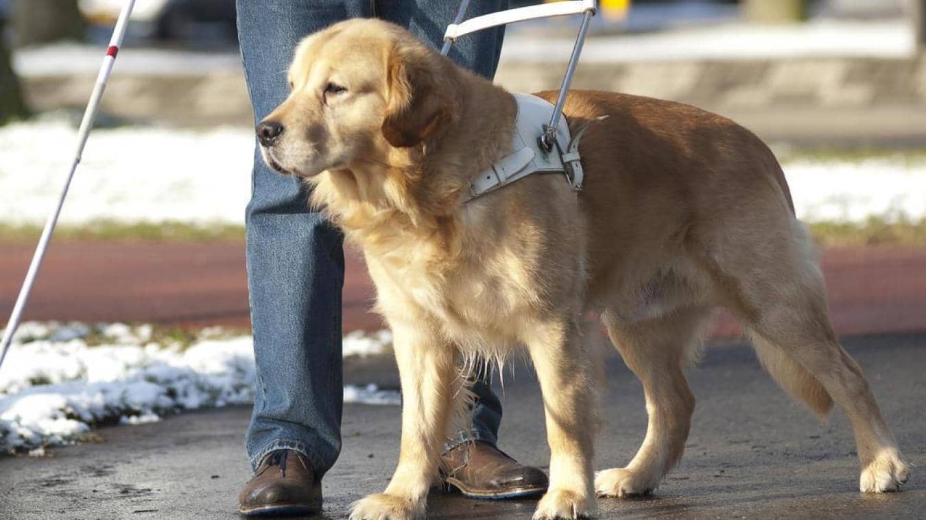 geleidehond