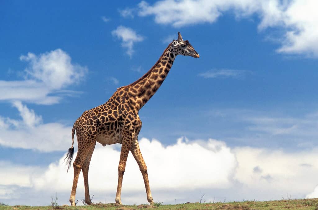 Word als een giraffe !