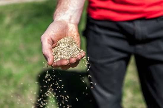 Wie is er verantwoordelijk voor het Rijk van God? – Homilie van Nikolaas Sintobin sj voor deze zondag