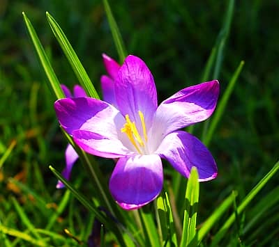 De krokus en de passie