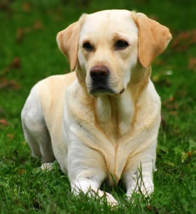 Hoe een hond je kan helpen om te groeien in geloof